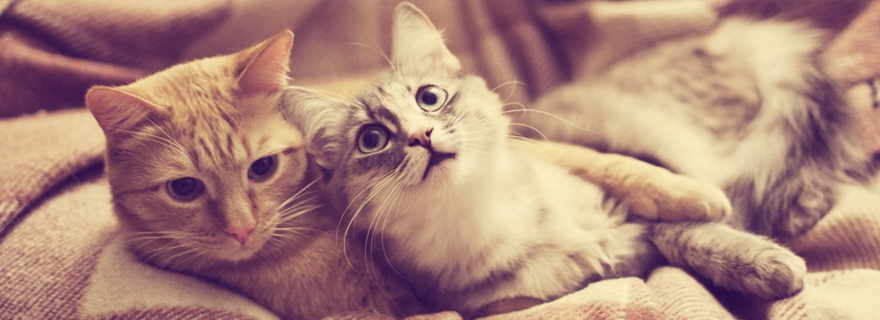 ��Ϊ�Լ�����ֻè����������˸����� 